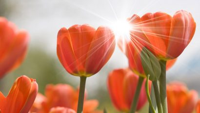 orange_tulips