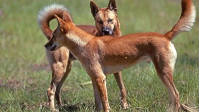 Canis lupus, dingo, Australia