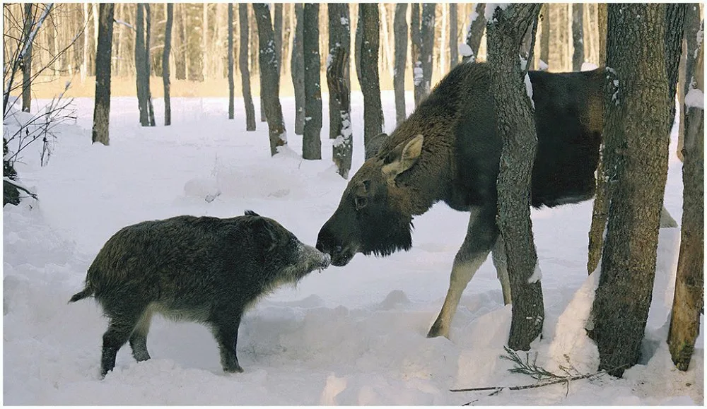Про лося и волка. Олень и кабан. Медведь охотится на оленя.